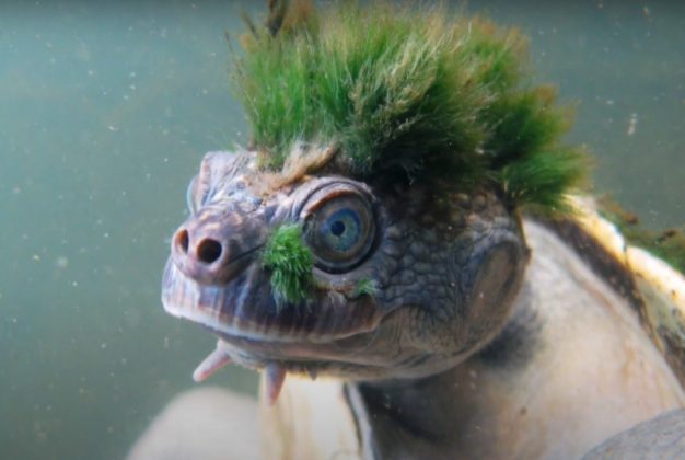 Conheça a exótica tartaruga de "cabelo" verde que respira pelos órgãos reprodutores (Foto: Chris Van Wyk/Reprodução/Discovery Canadá)