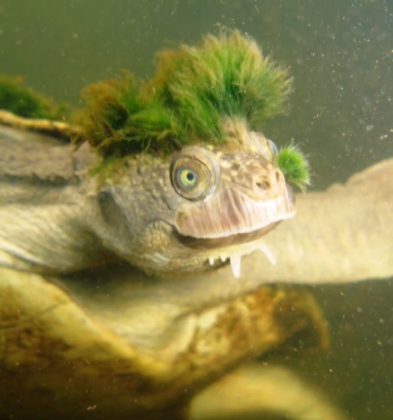 A Mary River enfrenta risco crítico de extinção devido à captura para o mercado de pets e à destruição de seu habitat (Foto: Chris Van Wyk/Reprodução/Discovery Canadá)