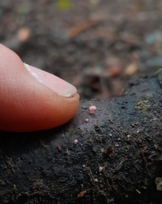 Entre esses cogumelos encantadores, destaca-se o Mycena roseoflava exibe chapéus rosados que parecem pintados à mão (Foto: Reprodução/Instagram/@cyanesense)