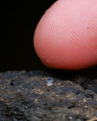 Ele possui botões com cerca de 1 mm de altura (Foto: Reprodução/Instagram/cho_fungi)