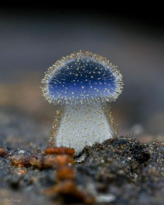 Já o Mycena subcyanocephala é conhecido por seu azul-esverdeado brilhante, quase irreal (Foto: Reprodução/Instagram/cho_fungi)