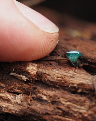 O micélio 𝘊𝘩𝘭𝘰𝘳𝘰𝘤𝘪𝘣𝘰𝘳𝘪𝘢 mancha a madeira com uma cor verde/azul brilhante (Foto: Reprodução/Instagram/@cyanesense)