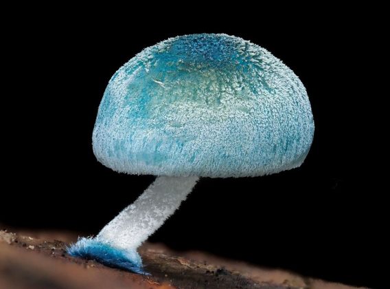 Outro que chama atenção é o Mycena interrupta (Foto: Reprodução/Instagram/@cyanesense)