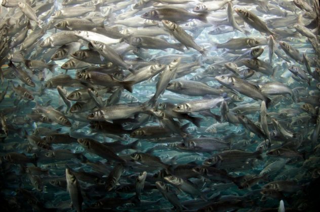 Um novo estudo científico oferece uma explicação natural para a famosa “multiplicação dos peixes” de Jesus, descrita na Bíblia (Foto: Pexels)