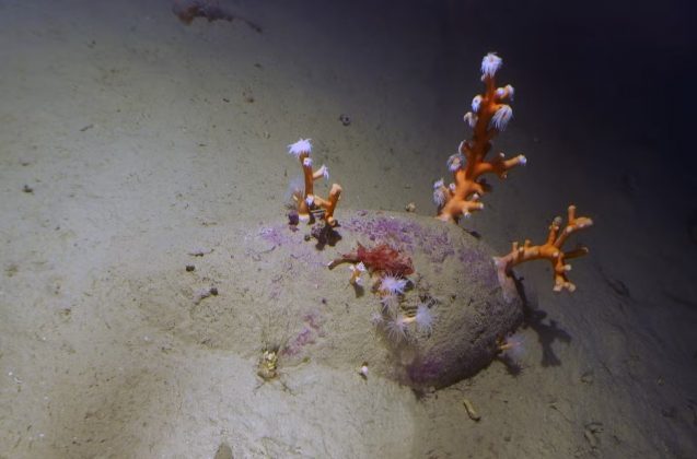 Os objetos estavam perfeitamente alinhados na posição original de armazenamento do navio naufragado, que pode ter algo em torno de 2 mil anos (Foto: Reprodução/Facebook/Soprintendenza del Mare)