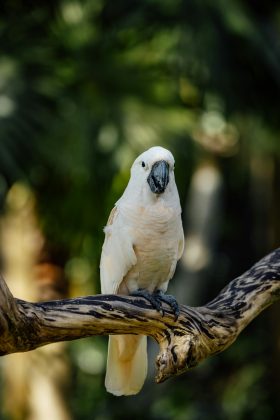 Cacatuas: criam ferramentas com galhos para remover cascas de nozes e acessar alimentos difíceis de alcançar (Foto: Pexels)