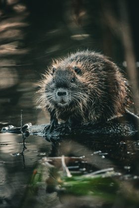 Castores: usam troncos e galhos para construir represas e barragens que controlam o fluxo da água e criam seus habitats (Foto: Pexels)