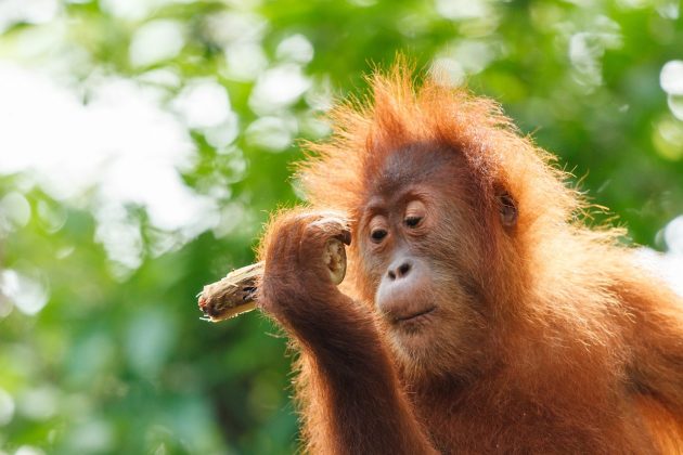 Orangotangos: usam folhas e galhos para fazer guarda-chuvas e proteger-se da chuva, além de usar bastões para alcançar frutas (Foto: Pixabay)