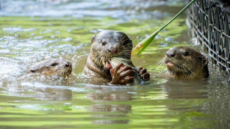 Lontras Marinhas: usam pedras para abrir moluscos e outros alimentos com cascas duras, muitas vezes guardando suas ferramentas em "bolsos" especiais (Foto: Pexels)