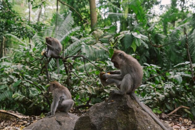 Macacos: algumas espécies, como os macacos-prego, utilizam pedras para abrir nozes ou caçar insetos (Foto: Pexels)