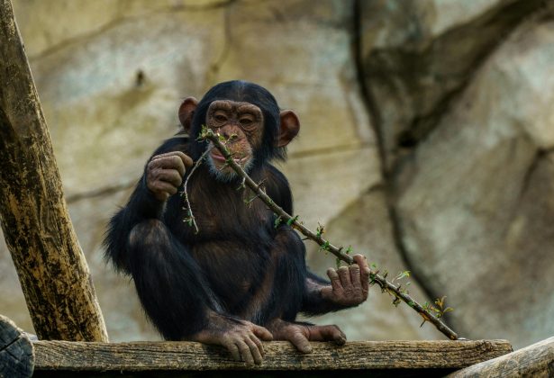 Chimpanzés: usam galhos e pedras para caçar insetos, quebrar nozes e até fabricar "machados" improvisados (Foto: Pexels)