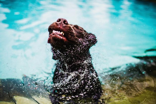 Descubra o verdadeiro motivo pelo qual cachorros se sacodem quando estão molhados (Foto: Pexels)