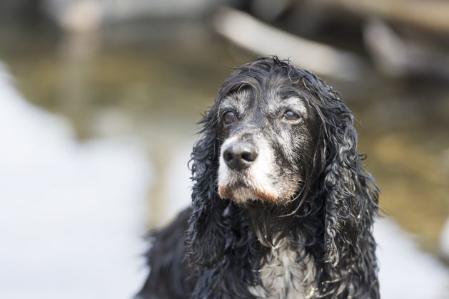 Esse comportamento instintivo de sacudir para remover água ocorre em vários mamíferos peludos, como gatos, esquilos, leões e ursos (Foto: Freepik)