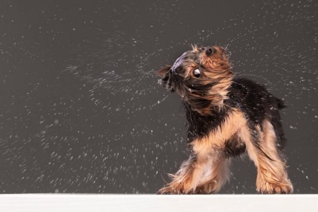 Os cachorros se sacodem ao ficarem molhados não para se secar, mas devido a um reflexo genético acionado por receptores na pele (Foto: Freepik)