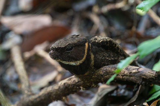 Com plumagem marrom, ele se esconde perfeitamente entre folhas secas no chão da floresta (Foto: Jason Thompson/Wikimedia Commons)