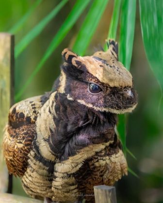 Conheça o pássaro exótico que impressiona pela semelhança com um “dragão bebê” (Foto: Reprodução/Instagram/@fly_with_jenisha)