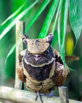 O noitibó-orelhudo, também conhecido como Lyncornis macrotis, é uma ave exótica e fascinante, que chama a atenção por sua aparência curiosa e suas “orelhas” pontudas (Foto: Reprodução/Instagram/@fly_with_jenisha)