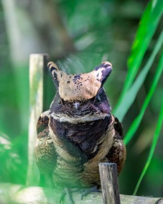 Essa ave pertence à família Caprimulgidae, que reúne espécies com asas longas, pernas curtas e bicos pequenos (Foto: Reprodução/Instagram/@fly_with_jenisha)