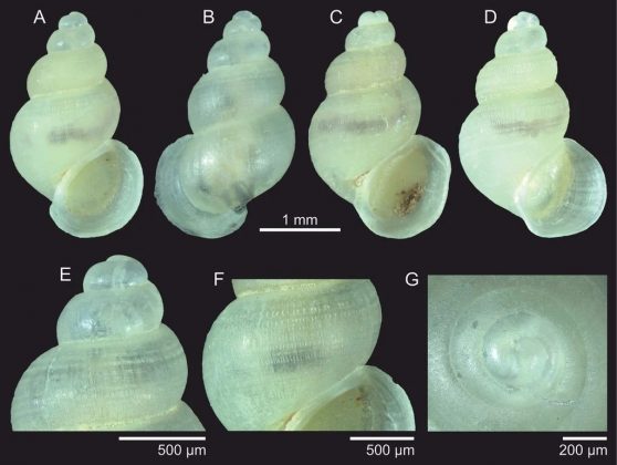 A descoberta, publicada na revista Zoosystematics and Evolution, revela que esses caracóis, da família Tomichiidae, se adaptaram a ambientes subterrâneos (Foto: Reprodução/Zoosystematic and evolution)