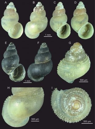 A descoberta reforça a necessidade de proteger a biodiversidade subterrânea do Brasil (Foto: Reprodução/Zoosystematic and evolution)