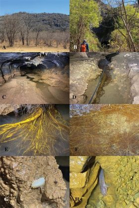 Os gastrópodes foram encontrados em uma caverna de calcário na Serra do Ramalho, na Bahia (Foto: Reprodução/Zoosystematic and evolution)