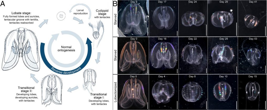 Ao investigar o fenômeno, os cientistas identificaram o estresse extremo como o gatilho para o rejuvenescimento (Crédito: Proceedings of the National Academy of Sciences)