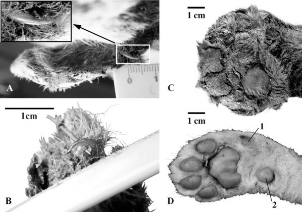 Os pesquisadores destacaram adaptações anatômicas do filhote, como focinho incomum, membros alongados, pescoço musculoso e pelagem densa, ideais para o clima frio (Foto: Lopatin et al./Scientific Reports)