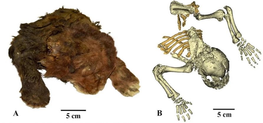 O filhote, com apenas três semanas de vida no momento de sua morte, estava incrivelmente bem preservado, com cabeça, torso, membros e pelagem intactos (Foto: Lopatin et al./Scientific Reports)