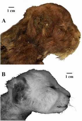 A descoberta, publicada no periódico Scientific Reports, marca a primeira vez que a aparência de um mamífero extinto, sem análogos modernos, foi estudada detalhadamente (Foto: Lopatin et al./Scientific Reports)