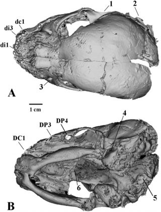 Os cientistas acreditam que, no futuro, podem encontrar corpos humanos primitivos, como neandertais ou denisovanos, preservados em condições semelhantes no gelo (Foto: Lopatin et al./Scientific Reports)