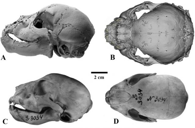 O permafrost da Sibéria, onde o filhote foi encontrado, já revelou outros fósseis de megafauna como mamutes-lanosos, rinocerontes-lanosos e leões-da-caverna (Foto: Lopatin et al./Scientific Reports)