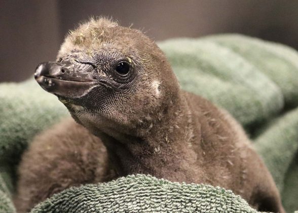 Mesmo após o nascimento, o filhote continuou sendo cuidado pelo casal de pinguins (Foto: Rosamond Gifford Zoo)