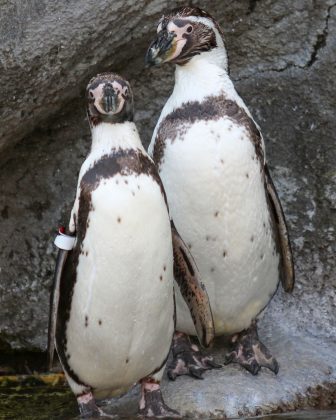 Ambos são pinguins-de-humboldt e se tornaram um casal no outono de 2021 (Foto: Rosamond Gifford Zoo)