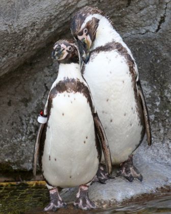 A curiosa história dos pinguins do mesmo sexo que adotaram e chocaram um ovo (Foto: Rosamond Gifford Zoo)