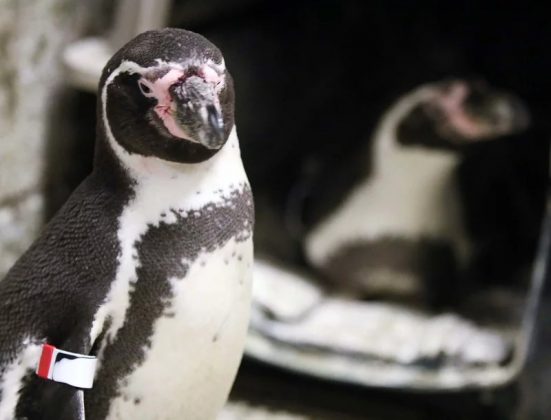 O casal de pinguins machos adotou e chocou um ovo (Foto: Rosamond Gifford Zoo)