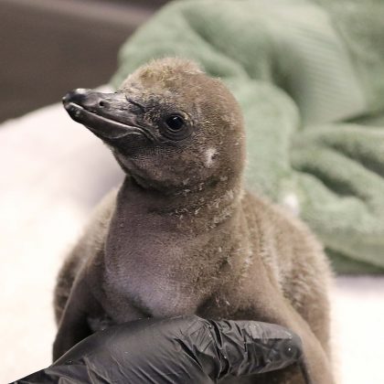 O filhote nasceu no dia 1 de janeiro de 2022 (Foto: Rosamond Gifford Zoo)