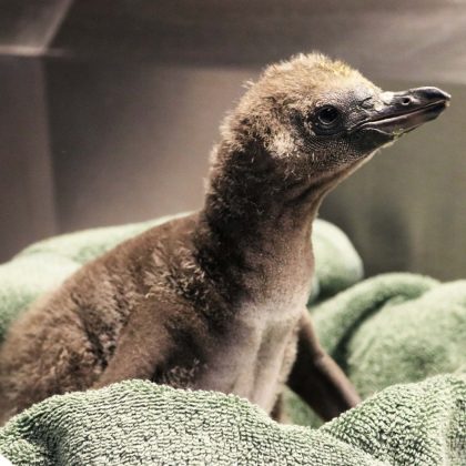 Elmer e Lima mostraram que seriam bons pais. Eles construíram um ninho e defenderam seu território, indicando que estavam prontos para chocar o ovo (Foto: Rosamond Gifford Zoo)