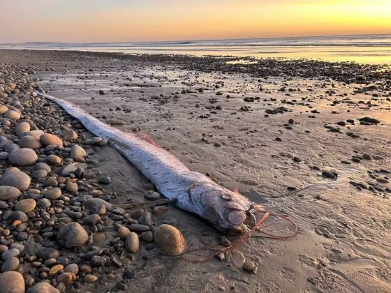 "Peixe do Juízo Final" é encontrado em praia da Califórnia e sua aparição intriga cientistas (Foto: Alison Laferriere/Scripps Institution of Oceanography)