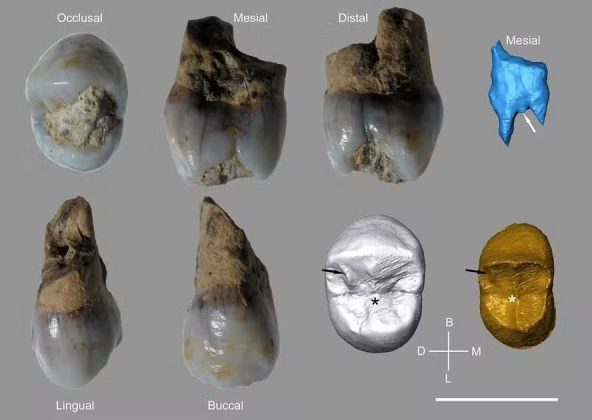 Dentes de neandertais que viveram em diferentes períodos são encontrados em caverna na Espanha (Foto: IPHES-CERCA)