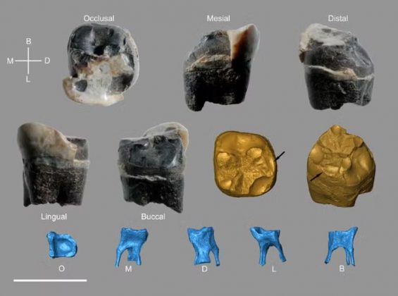 A equipe identificou três dentes de neandertais: um bebê, um jovem e um adulto, sendo dois datados de mais de 120.000 anos e outro entre 71.000 e 44.000 anos (Foto: IPHES-CERCA)