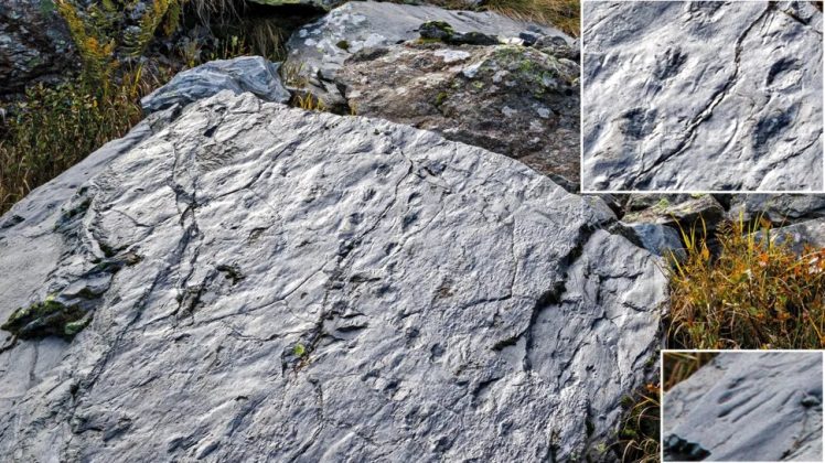 Mulher descobre ecossistema de 280 milhões de anos durante trilha nos Alpes italianos (Foto: Elio Della Ferrera, © Superintendência de Arqueologia, Belas Artes e Paisagem das províncias de Como, Lecco, Monza-Brianza, Pavia, Sondrio e Varese)