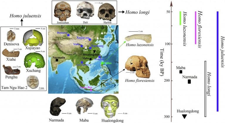 Os restos mortais de 16 indivíduos, encontrados na região de Xujiayao, na China, revelam características marcantes: cabeças grandes, crânios largos e dentes imensos, maiores que os dos Neandertais e do Homo sapiens (Foto: Reprodução/Nature)