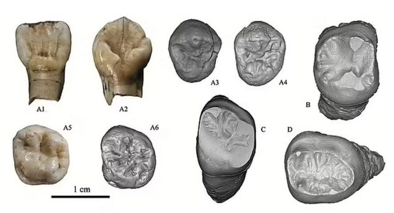 A análise dos fósseis sugere que os Homo juluensis tinham uma dieta rica em carne e usavam ferramentas para caçar animais, como cavalos selvagens (Foto: Reprodução/Nature)