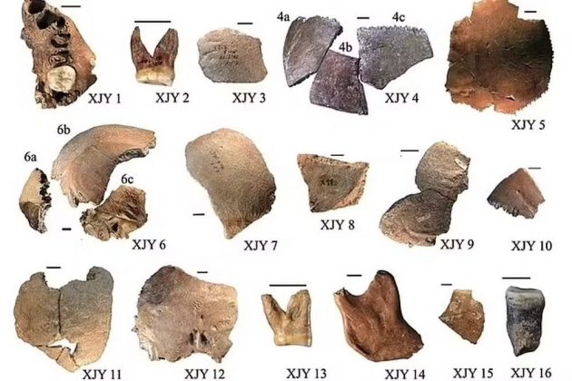 A nova espécie parece ter compartilhado semelhanças com os denisovanos, outra linhagem de humanos extinta conhecida por seus dentes molares grandes (Foto: Reprodução/Nature)