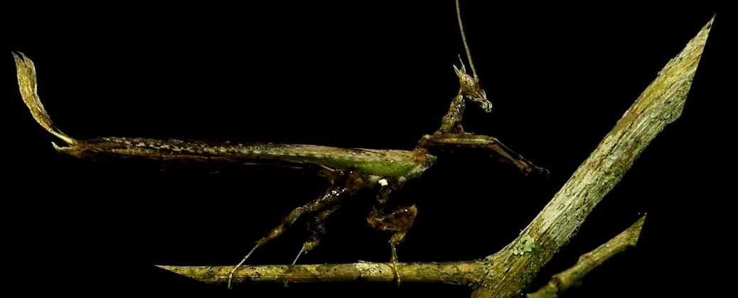 O louva-a-deus dragão brasileiro tem apêndices que imitam folhas e movimentos cambaleantes (Foto: Projeto Mantis)