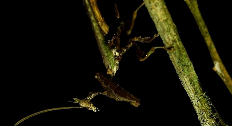 Além de sua camuflagem, ele usa um andar trôpego para se esconder (Foto: Projeto Mantis)