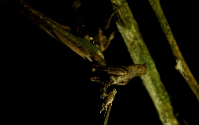 Ele se esconde facilmente na densa folhagem da Mata Atlântica (Foto: Projeto Mantis)