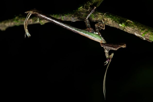 O louva-a-deus dragão é difícil de ser encontrado (Foto: Projeto Mantis)