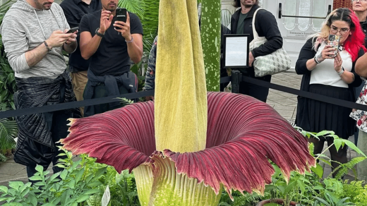 Pesquisadores analisaram uma planta conhecida como Morphy, cultivada por 21 anos em estufa, para entender o fenômeno da termogênese, quando a flor aquece até 11°C acima da temperatura ambiente (Foto: Instagram)