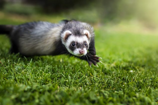 Os esforços agora se concentram na preservação do habitat dos furões e na reintegração da espécie na natureza (Foto: Pixabay)